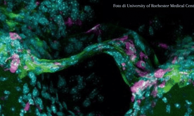 Membrana SLYM: La scoperta del quarto e “nuovo” strato che protegge il cervello