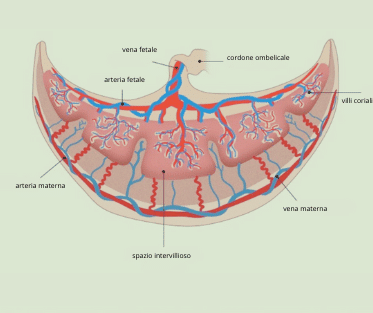 immagine placenta
